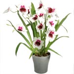 Cliquez sur le bouquet L'Orchidée Miltonia pour l'agrandir