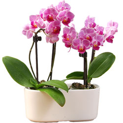 jardin d orchidee chez aquarelle 49 00 jardin d orchidee