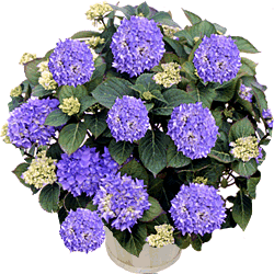 C'est moooiiiiii !! Pot_hortensia0422_250