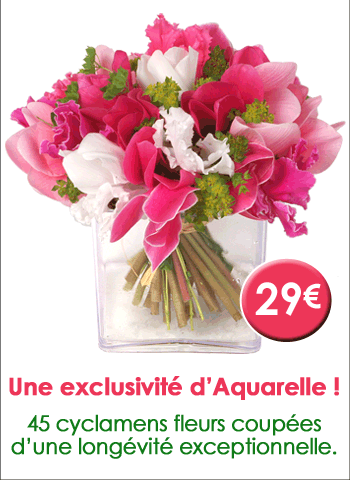 Bouquet de cyclamens plus GROS + 1 vase OFFERT - 29€ seulement au lieu de 37€ !