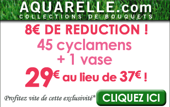 Bouquet de cyclamens plus GROS + 1 vase OFFERT - 29€ seulement au lieu de 37€ !